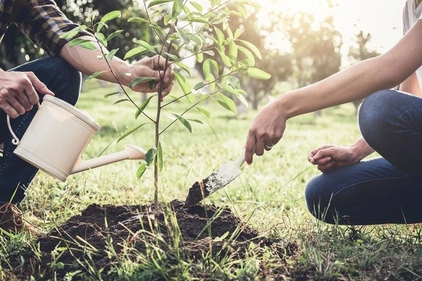 Tree Care Services