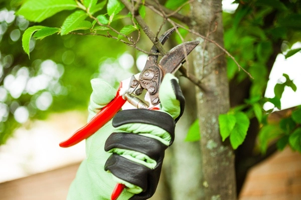 Tree Trimming Service