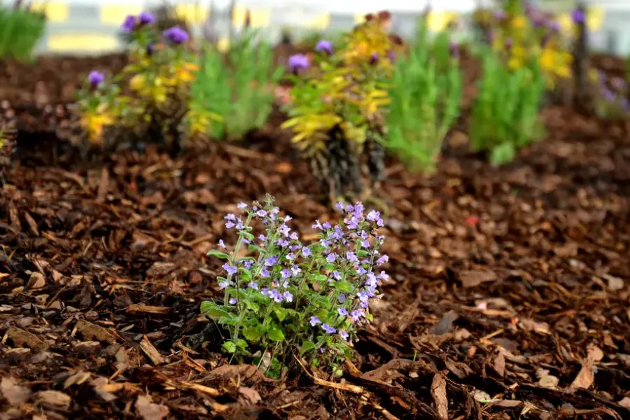 Choosing The Right Mulch For Healthy Plant Growth Joliet, IL