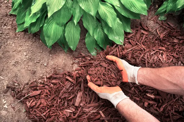 How Mulching Helps Prevent Weeds And Retain Moisture Joliet, IL How Mulching Helps Prevent Weeds And Retain Moisture Joliet, IL