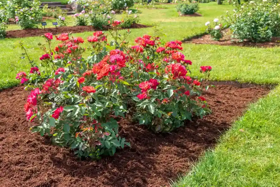 How Mulching Helps Prevent Weeds And Retain Moisture in Joliet, IL How Mulching Helps Prevent Weeds And Retain Moisture in Joliet, IL