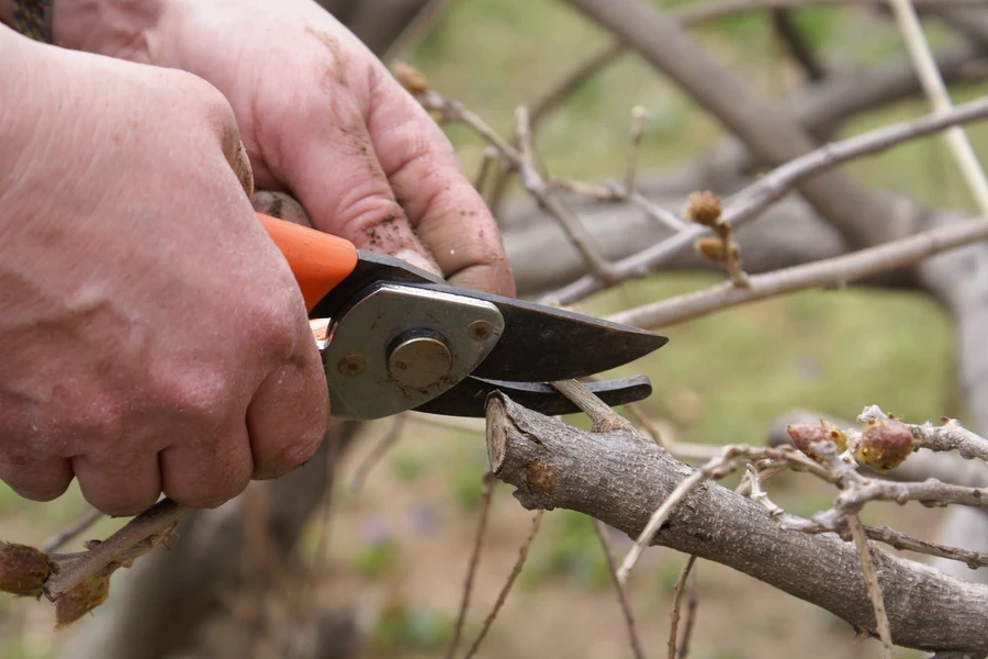 How Proper Tree Care Improves Property Safety And Value Joliet, IL How Proper Tree Care Improves Property Safety And Value Joliet, IL
