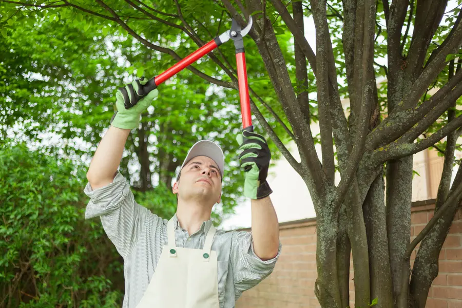 How Proper Tree Care Improves Property Safety And Value in Joliet, IL How Proper Tree Care Improves Property Safety And Value in Joliet, IL