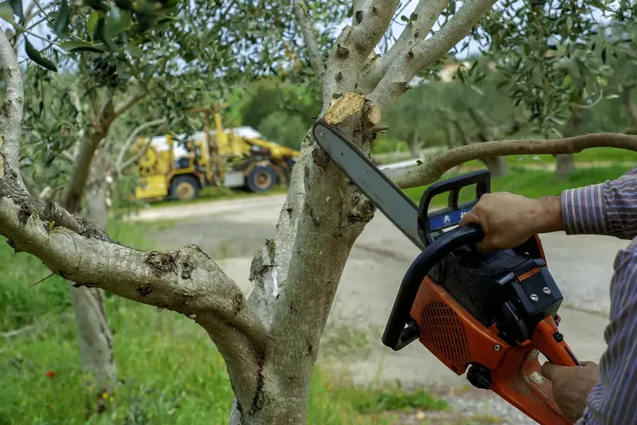 How Regular Tree Trimming Promotes Stronger Growth Joliet, IL
