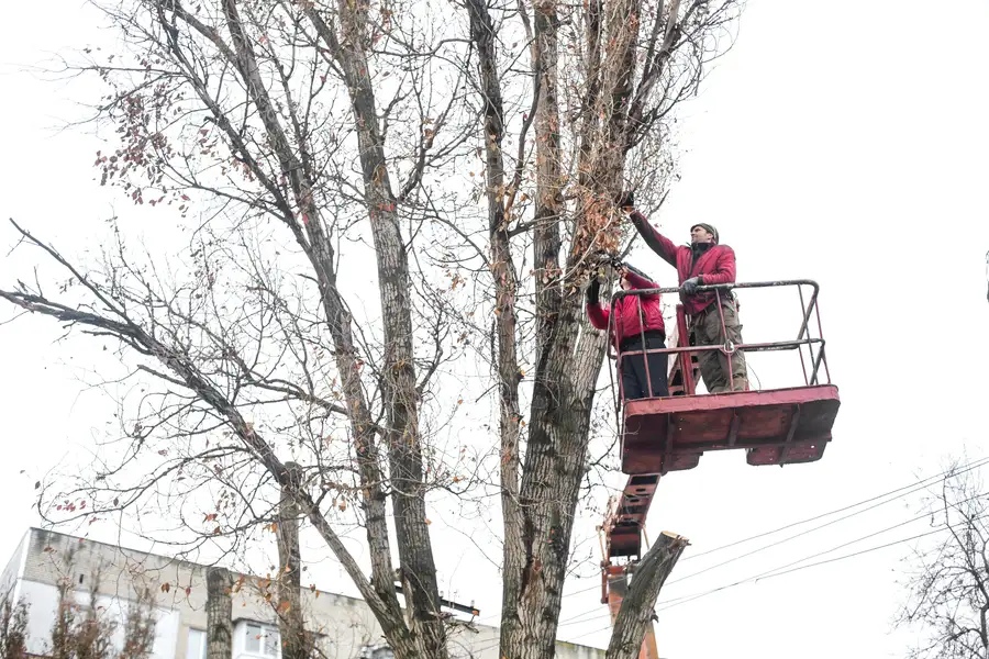 How Regular Tree Trimming Promotes Stronger Growth in Joliet, IL
