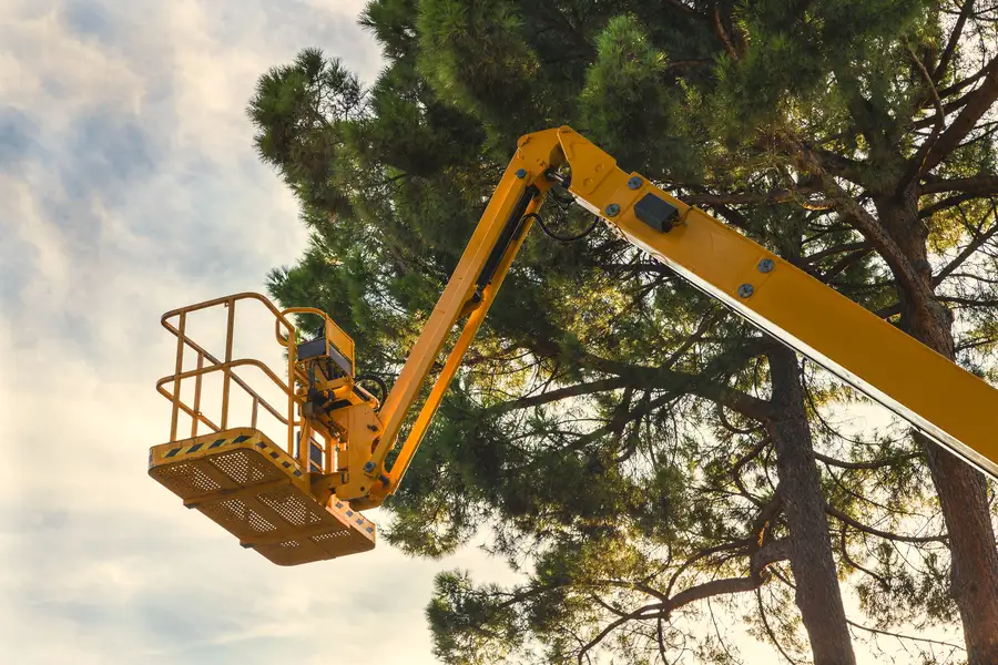 Signs Your Trees Need Professional Care And Maintenance Joliet, IL Signs Your Trees Need Professional Care And Maintenance Joliet, IL