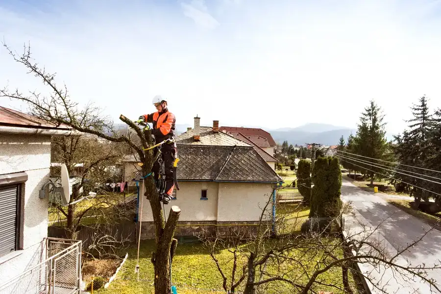 Signs Your Trees Need Professional Care And Maintenance in Joliet, IL Signs Your Trees Need Professional Care And Maintenance in Joliet, IL