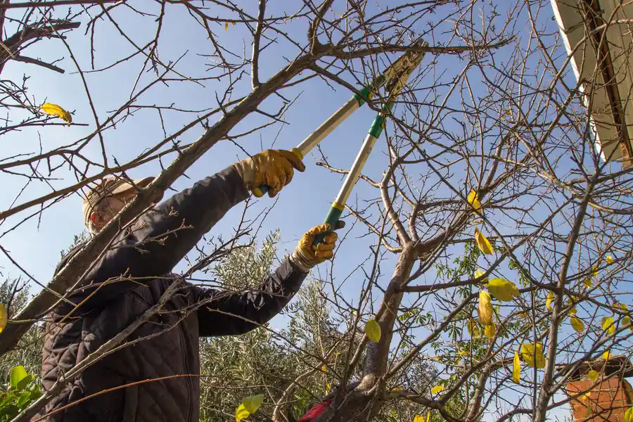 Understanding The Right Season For Tree Trimming Joliet, IL