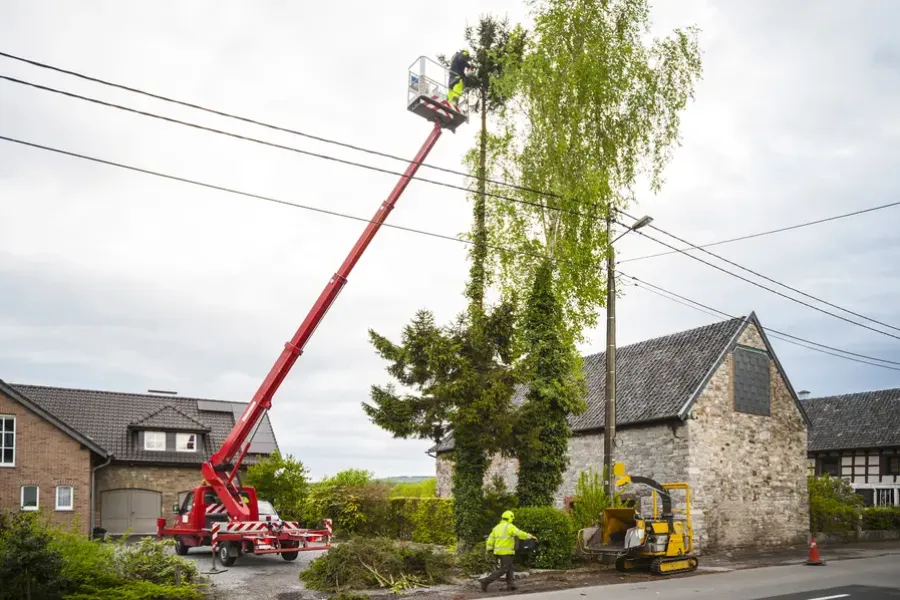 Understanding The Right Season For Tree Trimming in Joliet, IL